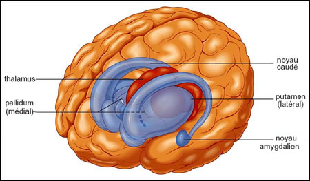 Хвостатое ядро мозга. Стриатум анатомия. Полосатое тело мозга стриатум. Стриатум мозга это. Отделы хвостатого ядра.