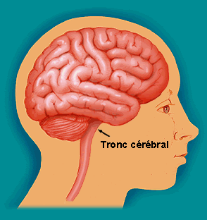 tronc-cerebral1