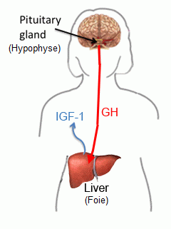 IGF1etGH-1