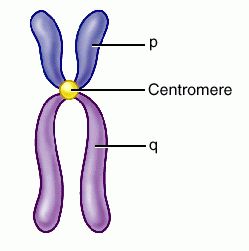 Role_du_gene_Centromere